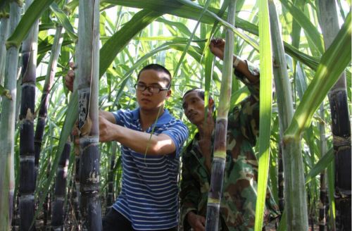 吴银坤在村民的甘蔗地里察看甘蔗种植情况