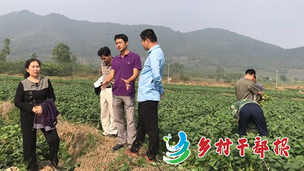 王志耿（左三）在毛豆种植基地2.jpg