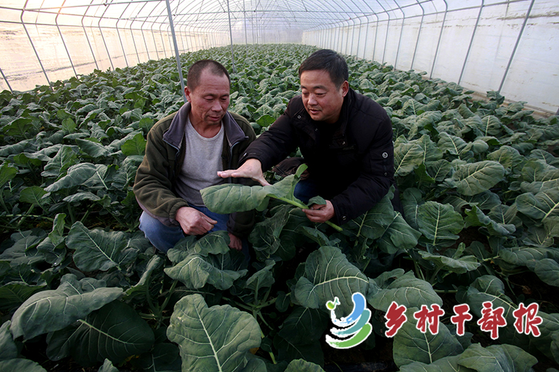 在反季节温室大棚，王宗涛指导农户应对雨雪天气2.jpg