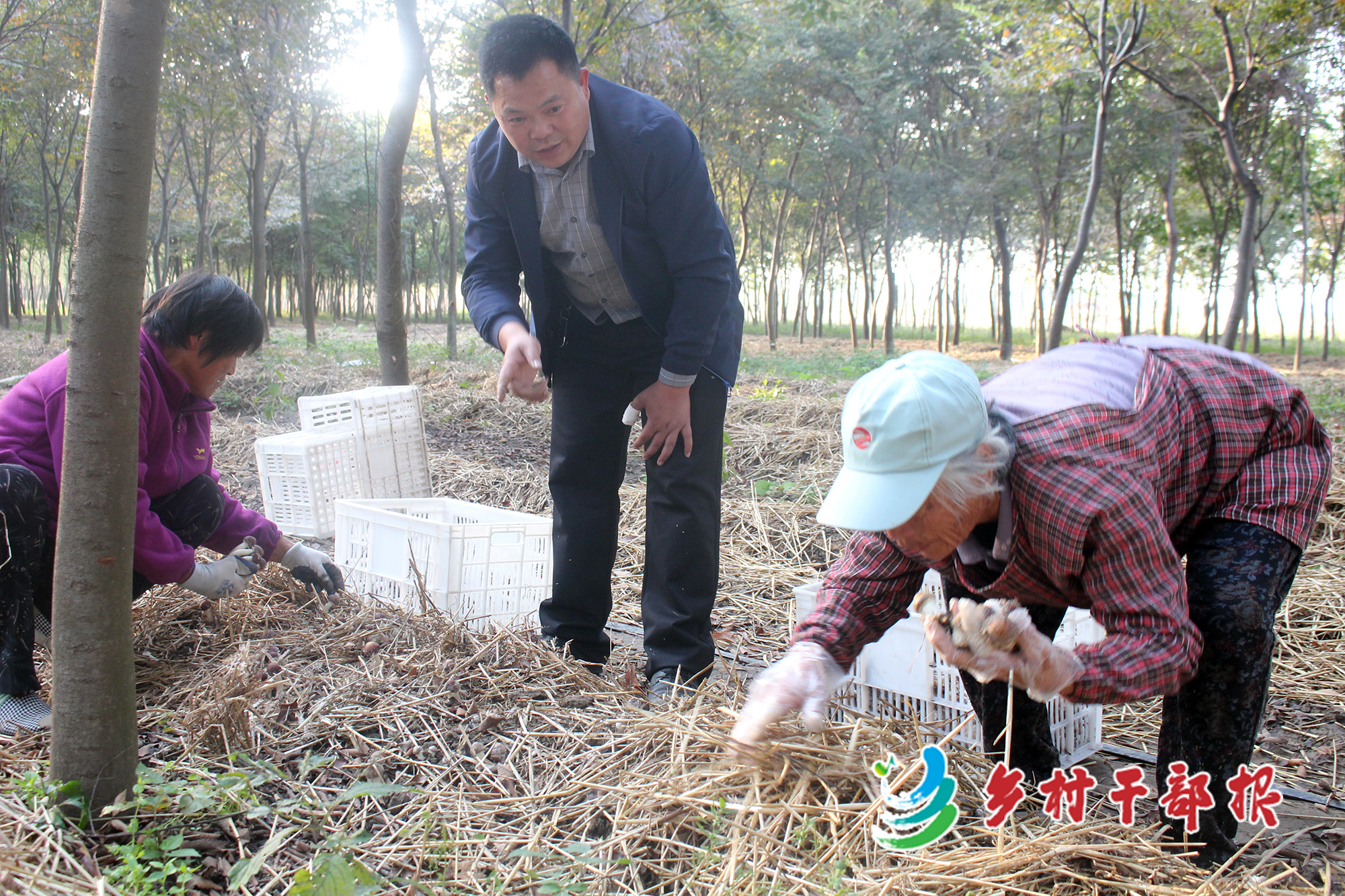 王辉（中）和村民一起采蘑菇。2.jpg