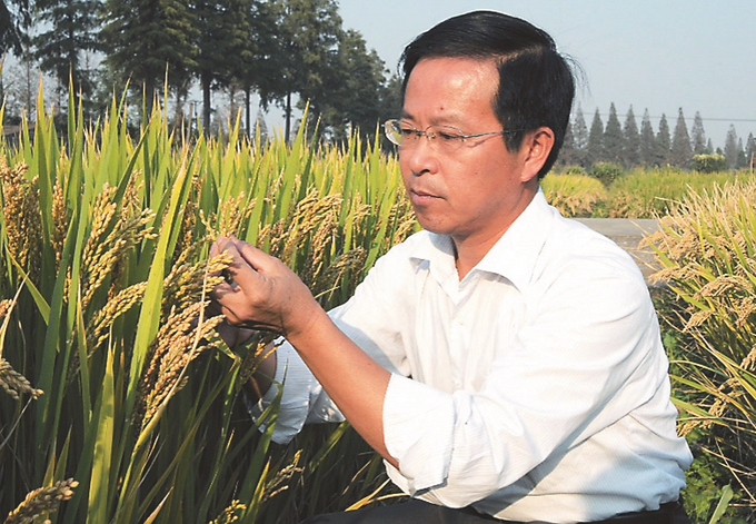 王才林在查看水稻长势。.jpg
