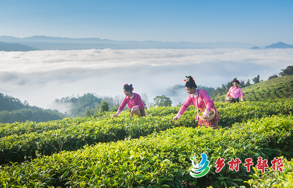 德宏州梁河县深化党建引领特色产业发展，使高山茶叶成为群众增收“金叶子”2.jpg
