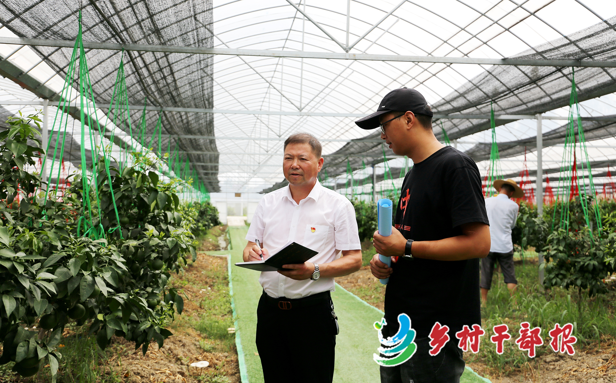 练美农业公司负责人俞伟（左）查看“红美人”柑橘园。2.jpg