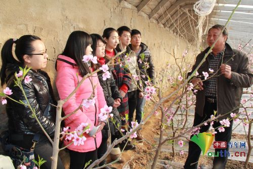 大学生村官在“春雪”桃园实训