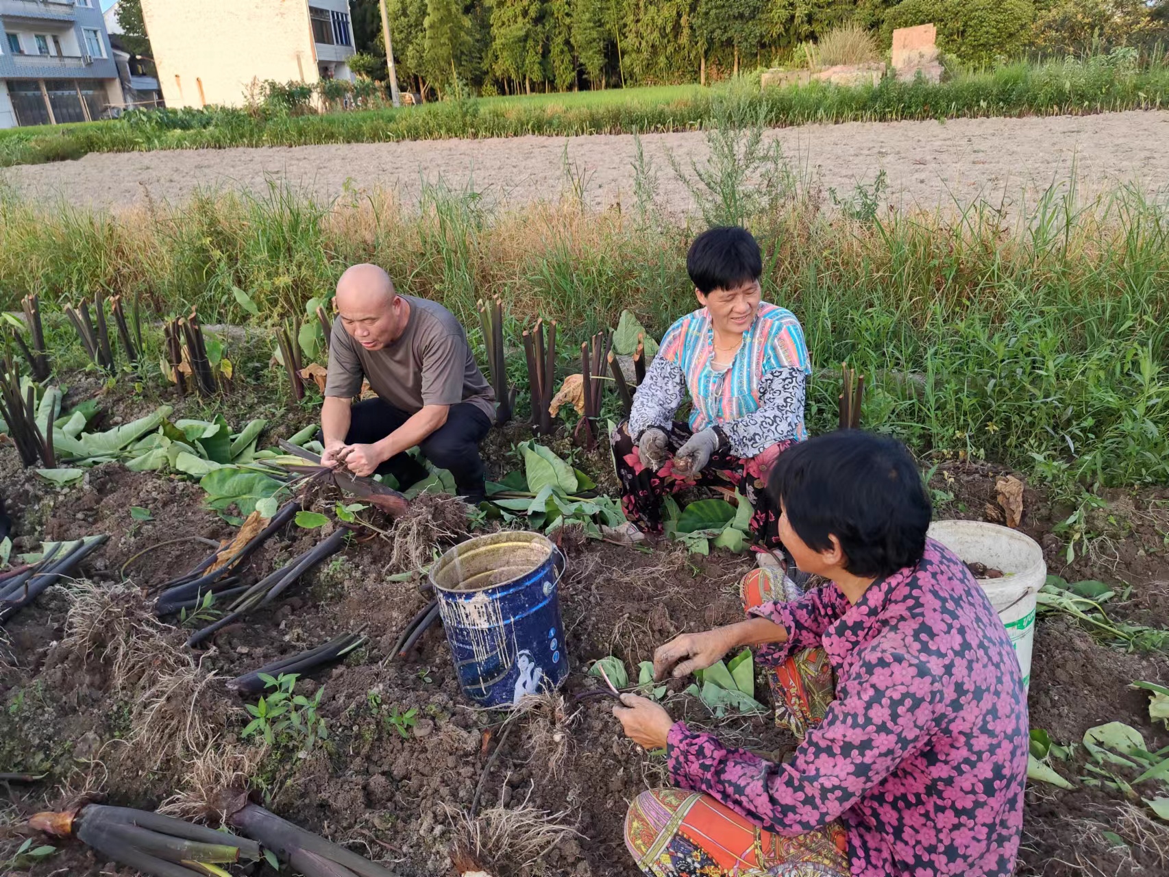 仙居县白塔镇上叶村农村工作指导员钱云潘（左）和村民一起在田间采收成熟的芋头，了解芋头产量和销售情况.jpg