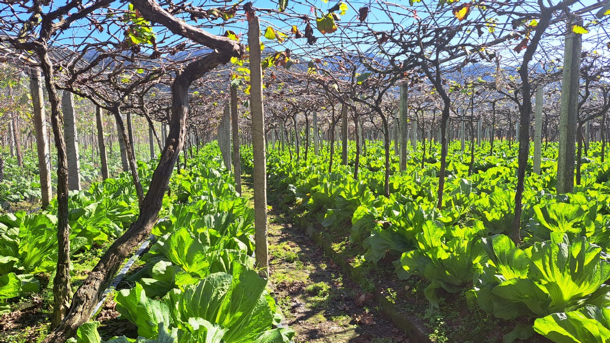 秋冬季节，福安市赛岐镇象环村葡萄园里套种上了蔬菜。林华维 摄.jpg