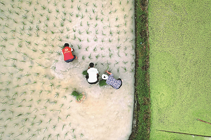 贵州省从江县党员志愿者在谷坪乡帮土村帮助农民插秧。 石宏辉 摄.jpg