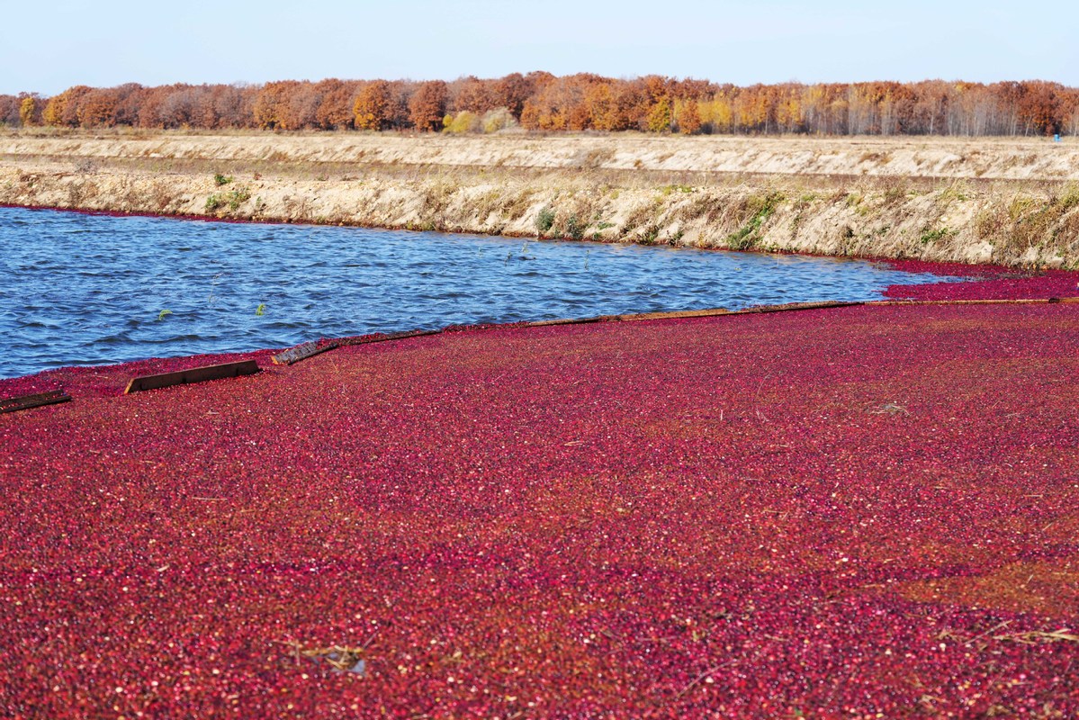黑龙江省东安村蔓越莓基地，鲜果在水中聚集在一起。新华社发.jpg