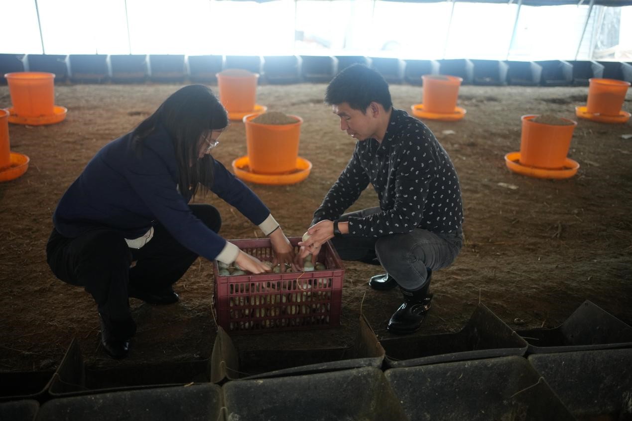 刘真锐（右）和村书记柯亚珍在养殖基地捡鸭蛋.jpg