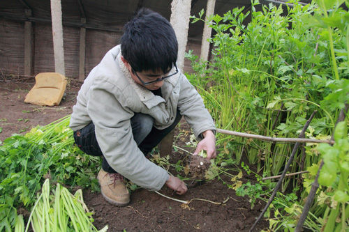 侯合雷收割芹菜