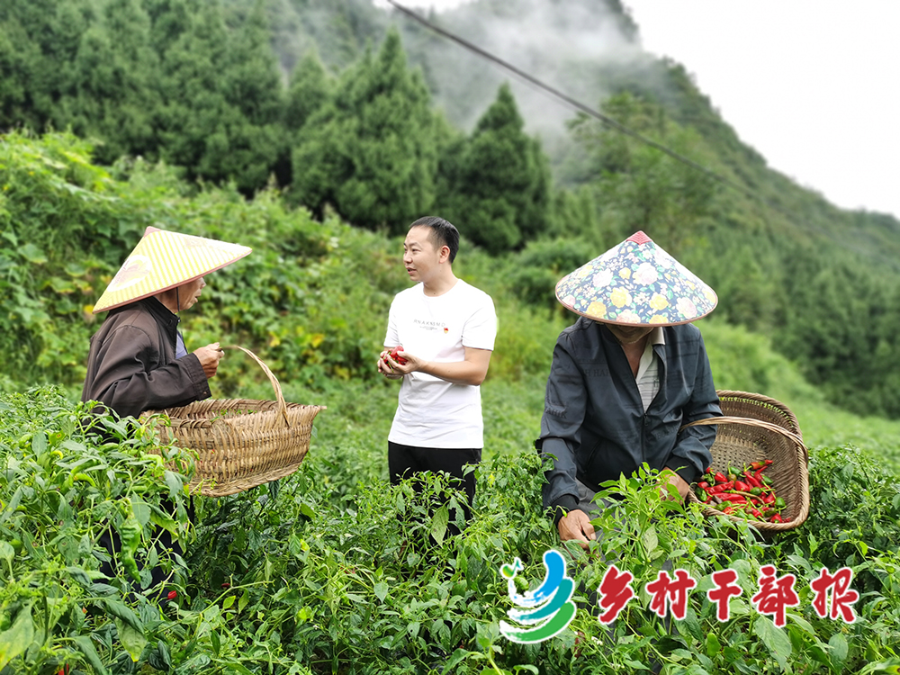 王科（中）在辣椒田了解村民生产情况，帮助村民采摘辣椒。2.jpg