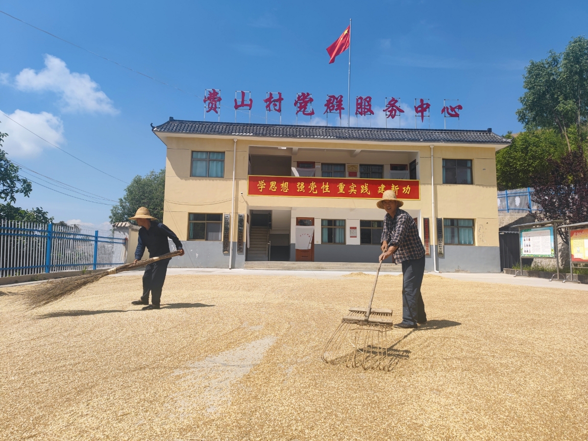 村党群服务中心成了晒麦场。（武山县委组织部供图 ）.jpg