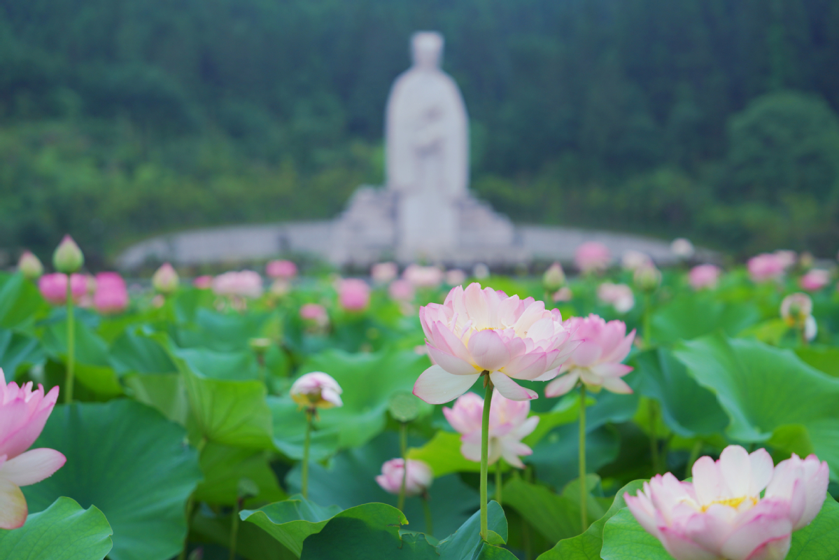 1雕像广场前荷花.jpg