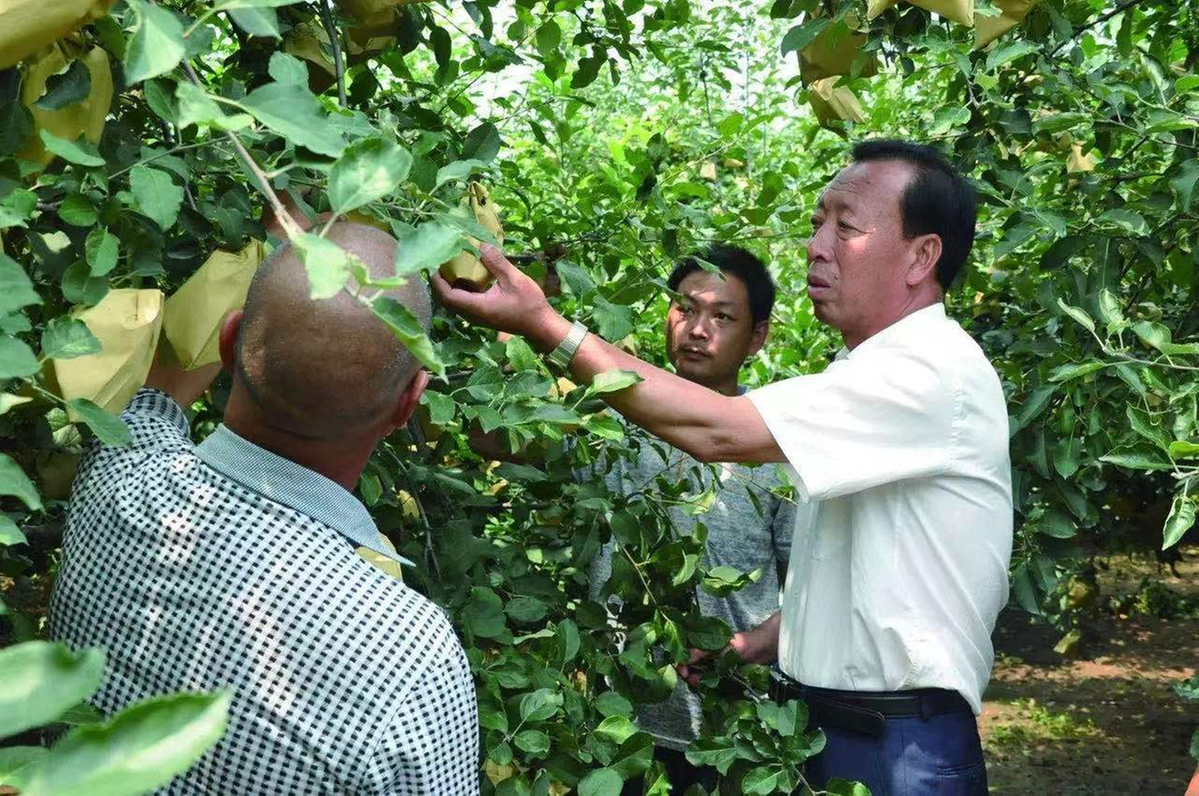 杨双牛（右一）进行苹果技术培训。（内丘县委组织部供图）.png