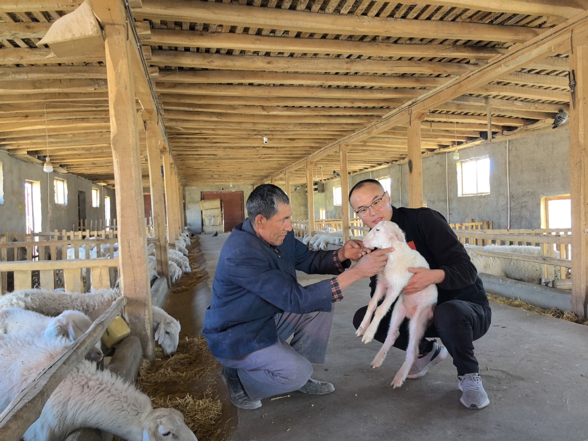 发展湖羊养殖。 ( 阿亚克色日克阿塔村村委会供图).jpg