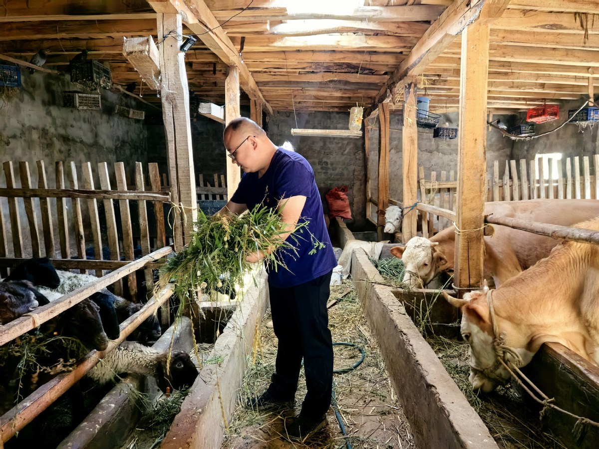 刘洋帮助村民喂牛羊。（ 乌普拉特村村委会供图）.jpg
